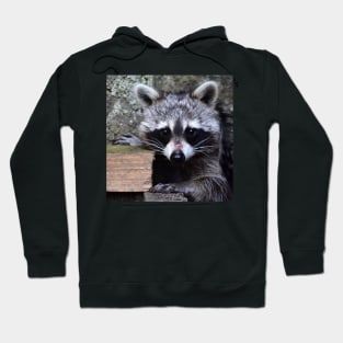 Little Raccoon Hoodie